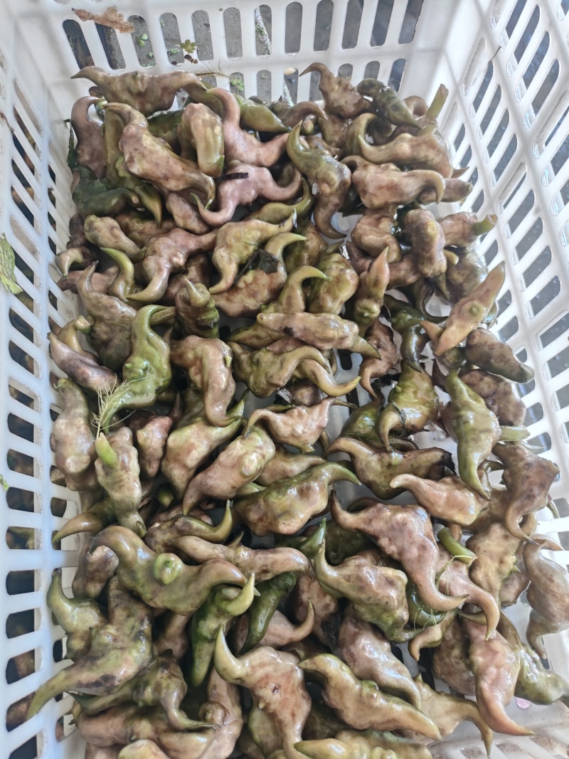 湖北仙桃菱角基地直销(市场:商超:电商平台)支持视频看货
