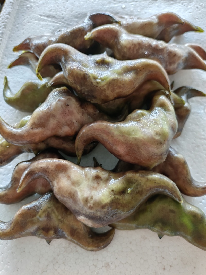 湖北仙桃菱角基地直销(市场:商超:电商平台)支持视频看货