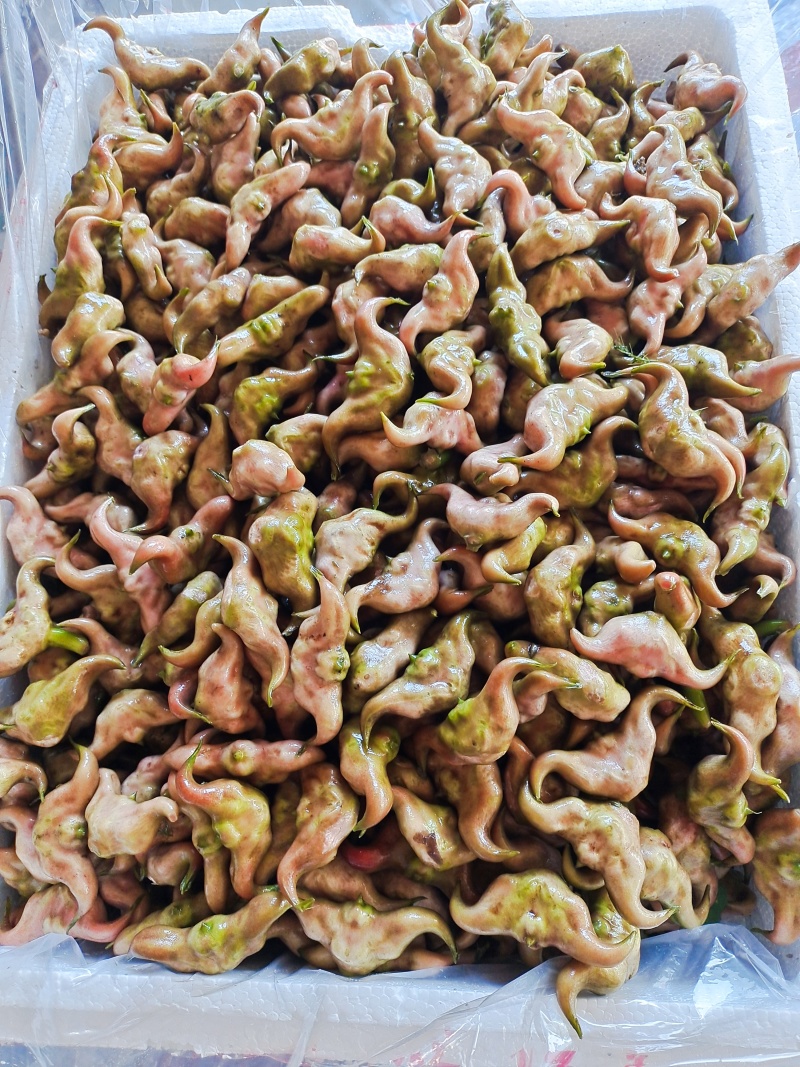 湖北仙桃菱角基地直销(市场:商超:电商平台)支持视频看货