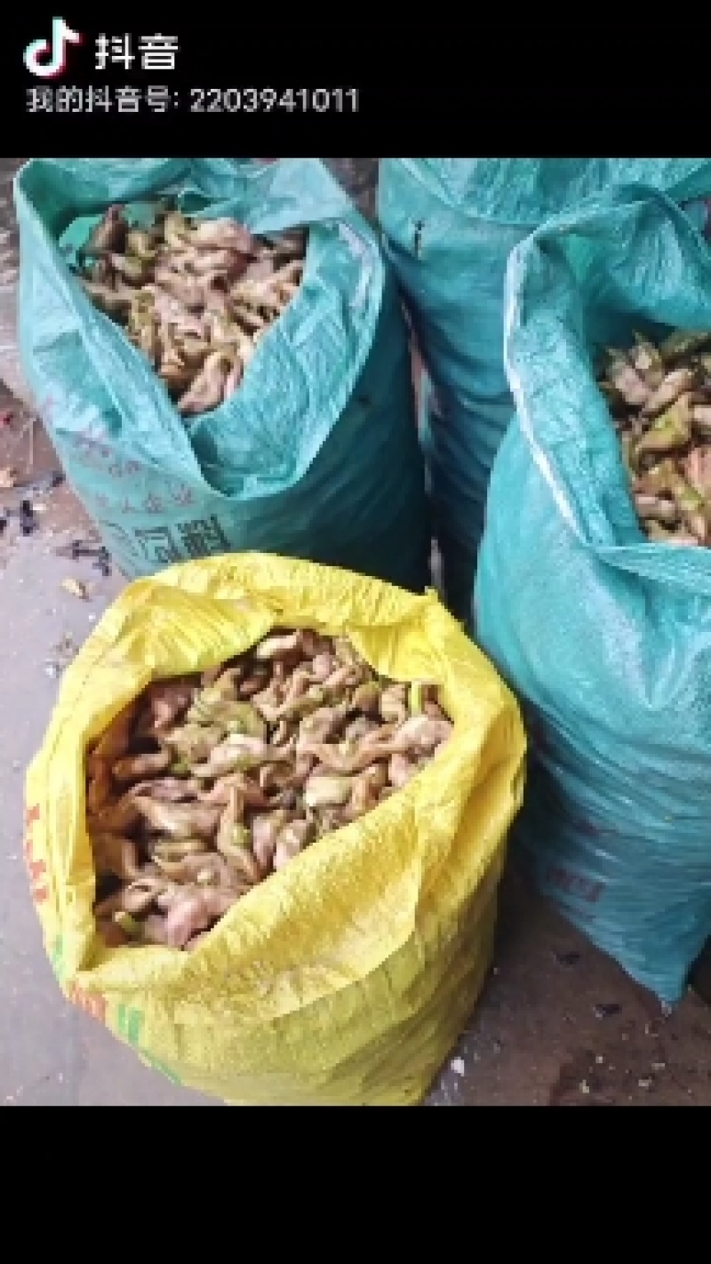 湖北仙桃菱角基地直销(市场:商超:电商平台)支持视频看货