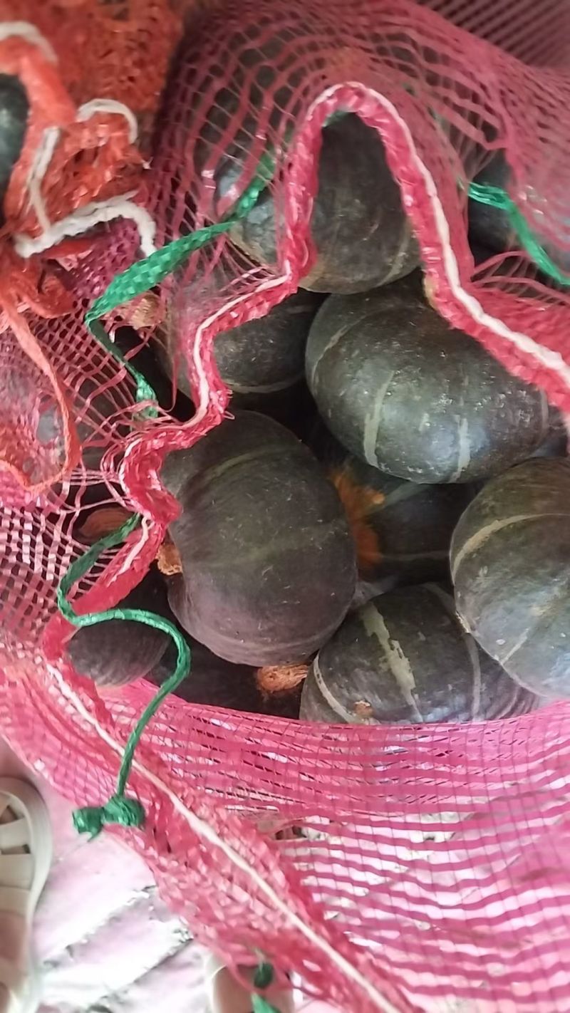 山东贝贝南瓜基地批发价格
