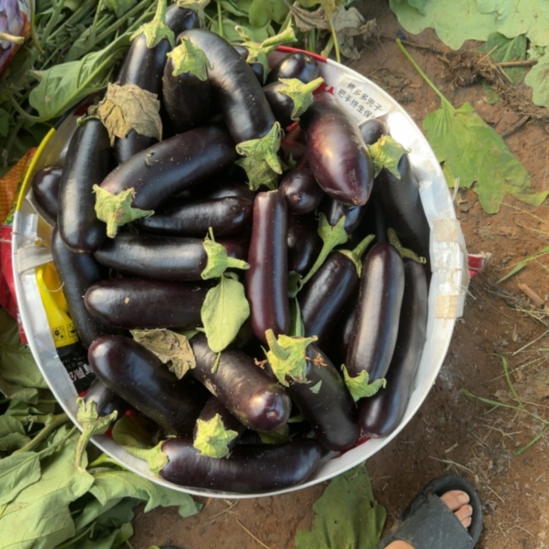 茄子食堂货