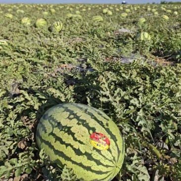 西瓜硒砂瓜个头大汁水多产地直供一手货源欢迎咨询