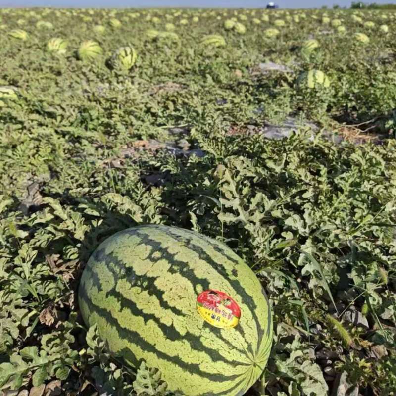 西瓜硒砂瓜个头大汁水多产地直供一手货源欢迎咨询