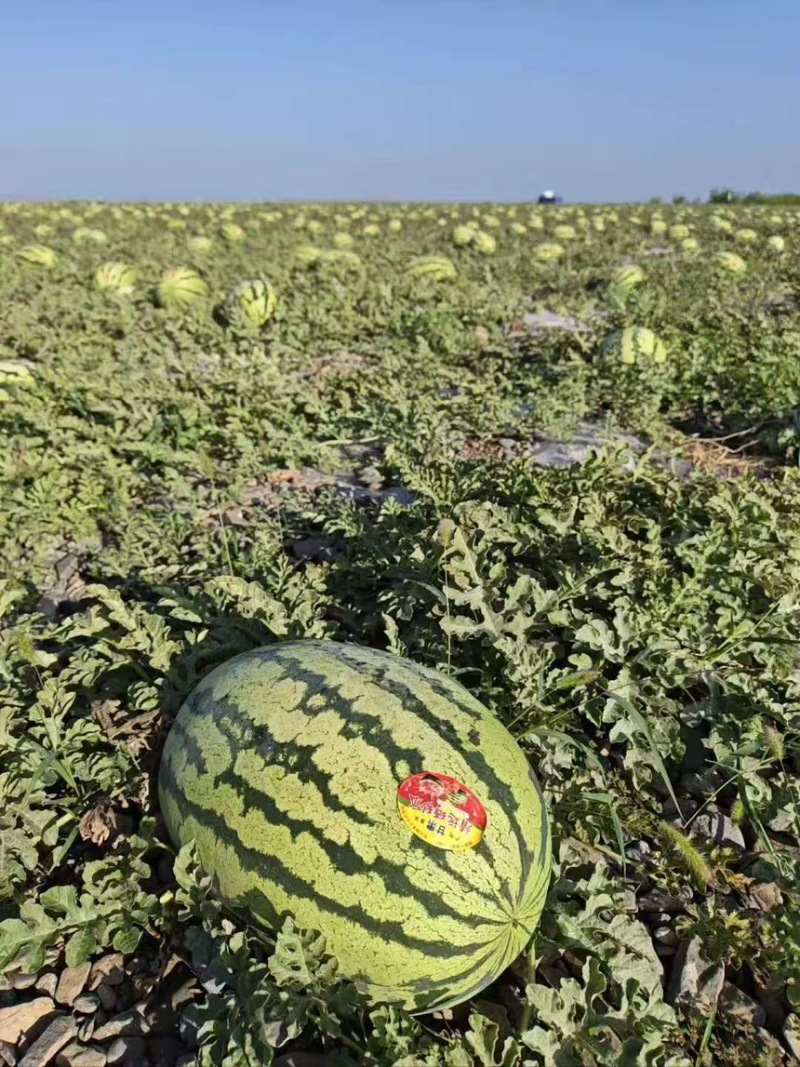 西瓜硒砂瓜个头大汁水多产地直供一手货源欢迎咨询