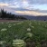 西瓜硒砂瓜个头大汁水多产地直供一手货源欢迎咨询
