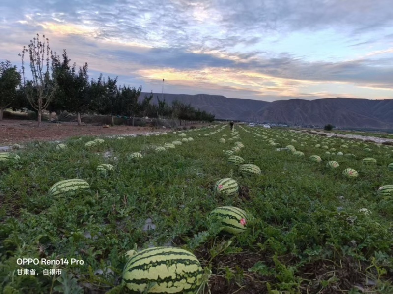 西瓜硒砂瓜个头大汁水多产地直供一手货源欢迎咨询
