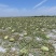 西瓜硒砂瓜个头大汁水多产地直供一手货源欢迎咨询
