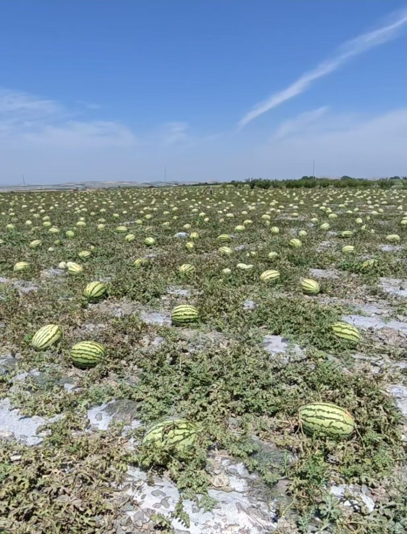 西瓜硒砂瓜个头大汁水多产地直供一手货源欢迎咨询