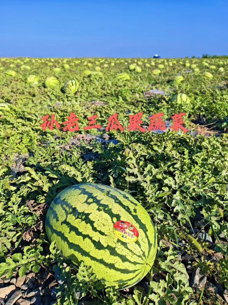 西瓜硒砂瓜个头大汁水多产地直供一手货源欢迎咨询