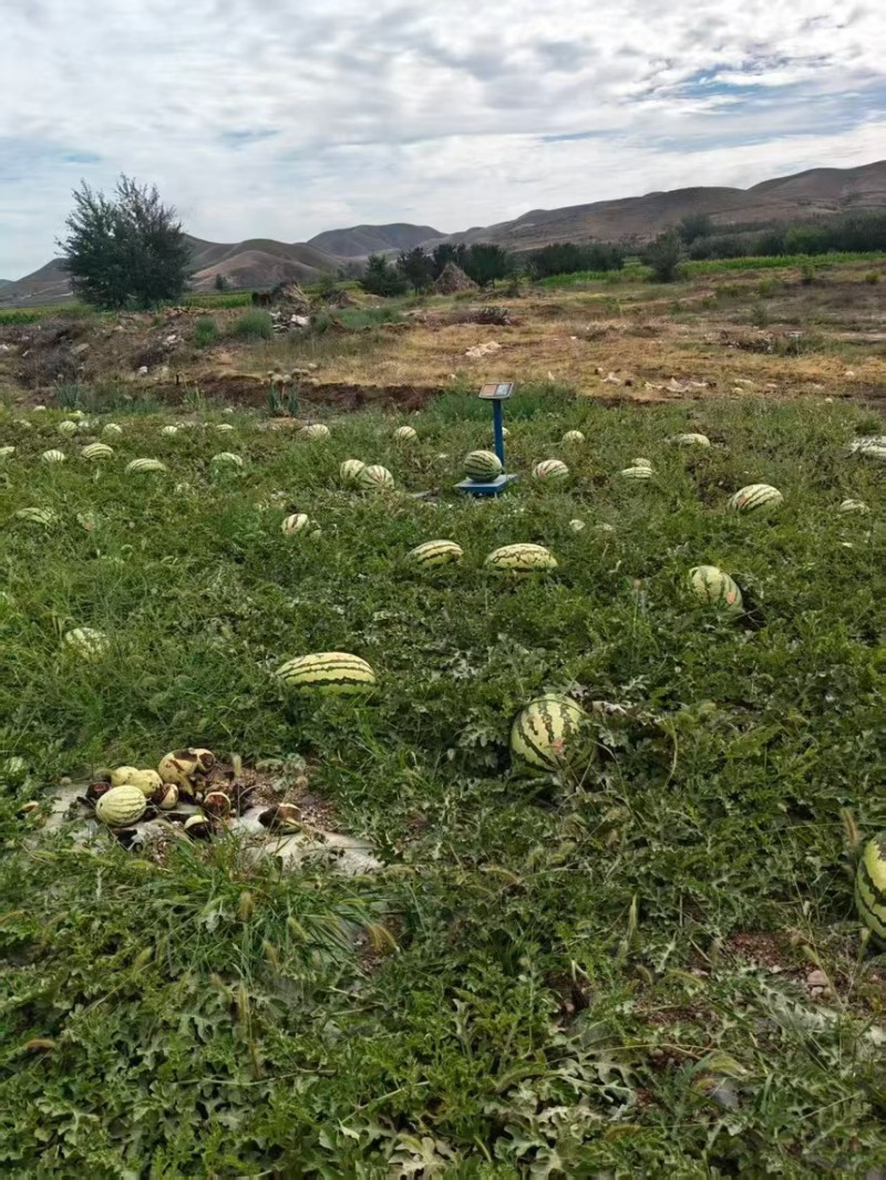 西瓜硒砂瓜个头大汁水多产地直供一手货源欢迎咨询