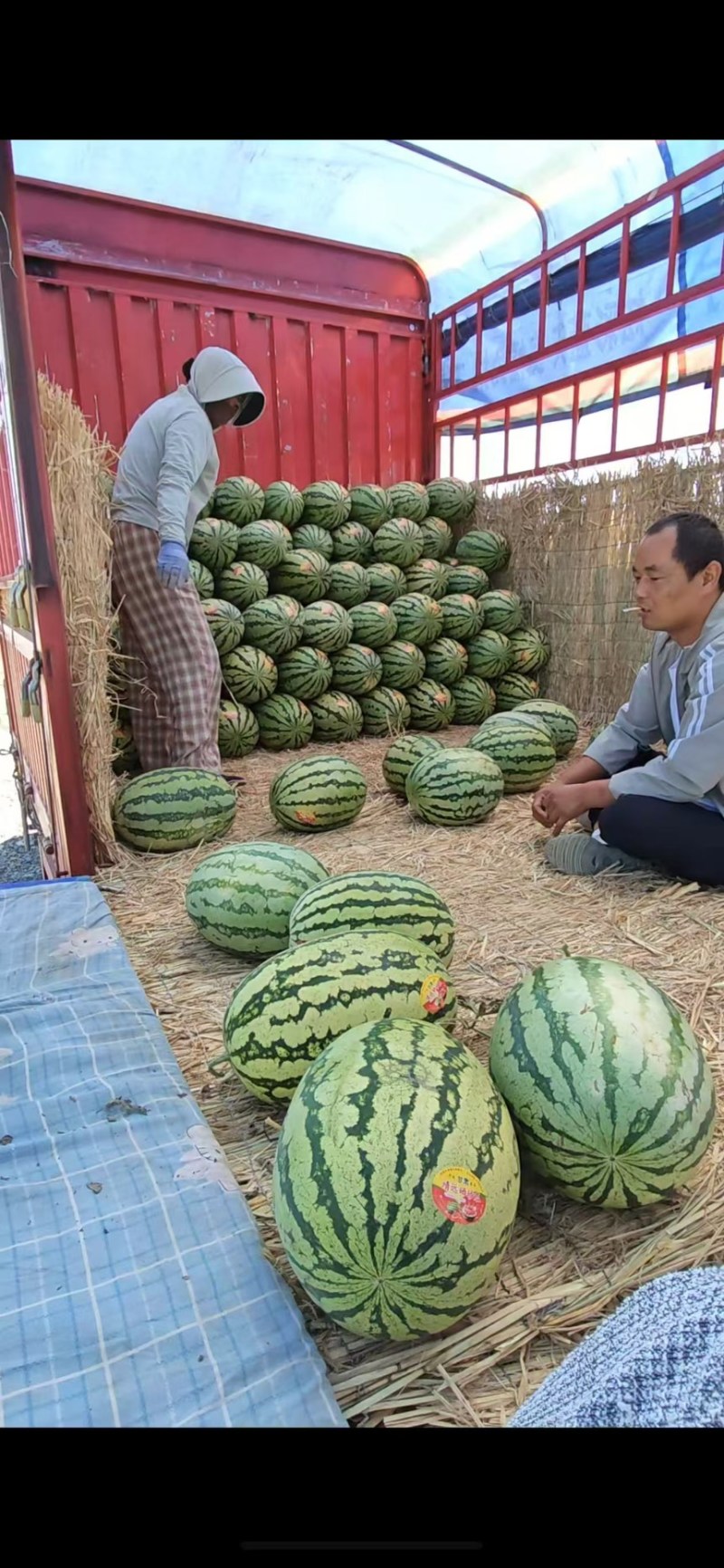 西瓜硒砂瓜个头大汁水多产地直供一手货源欢迎咨询