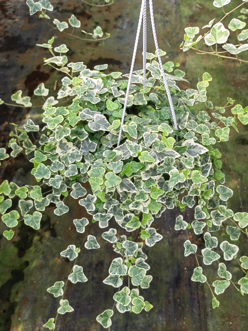 常春藤盆花165规格，藤长50-70cm
