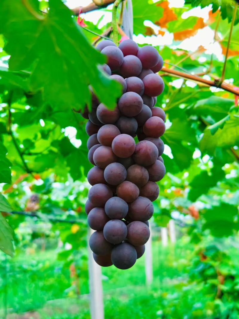 夏黑葡萄(苏州本地)