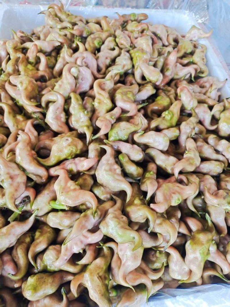 湖北仙桃菱角基地直销(市场:商超:电商平台)支持视频看货