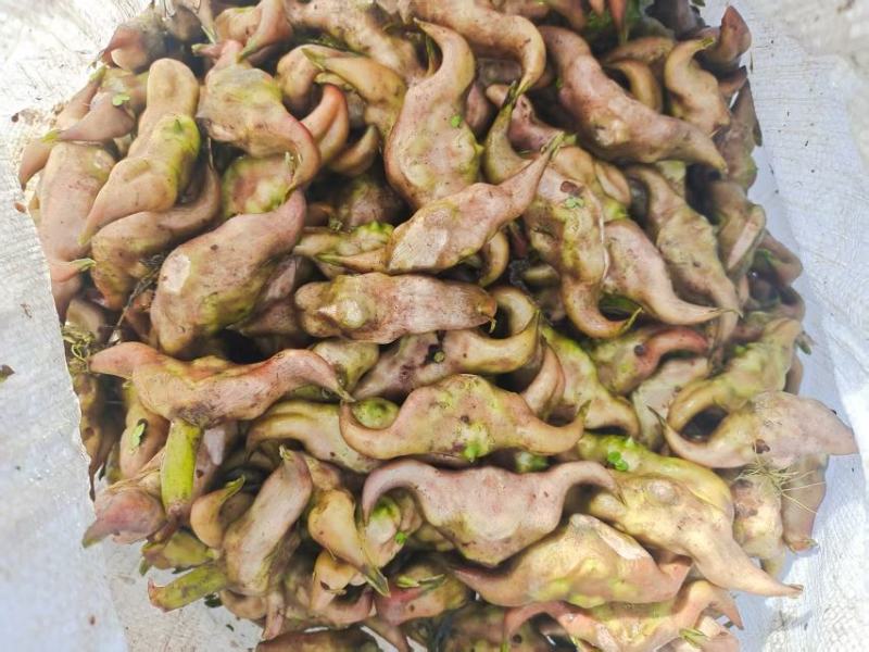 湖北仙桃菱角基地直销(市场:商超:电商平台)支持视频看货