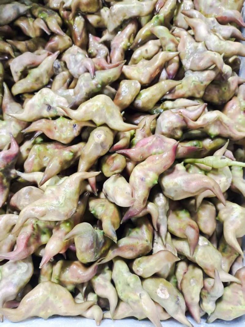 湖北仙桃菱角基地直销(市场:商超:电商平台)支持视频看货