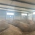 小麦普通小麦