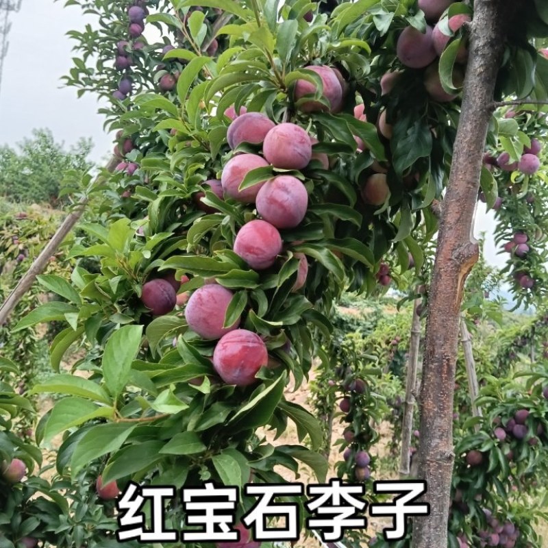 红宝石李子