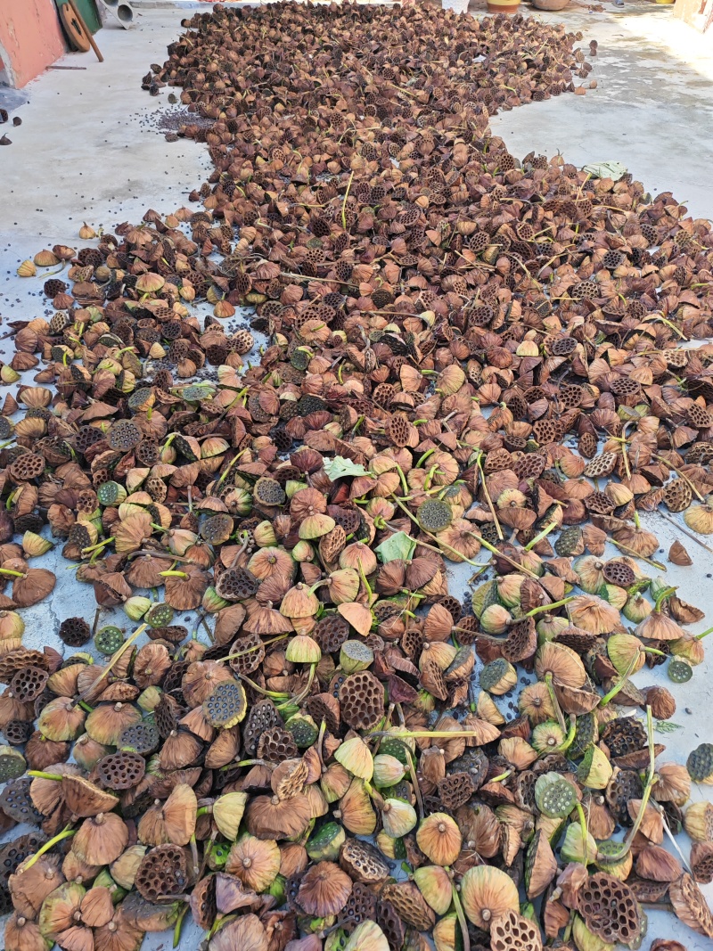 微山湖产地直供野生莲房莲蓬壳中药材量大优惠