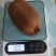 米良猕猴桃一号