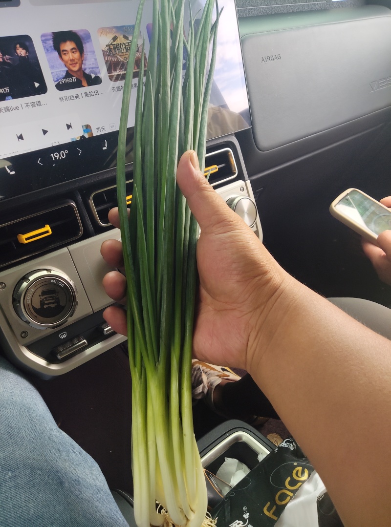 精品云南小葱