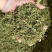 赶黄草花干货赶黄草花中药材欢迎选购！量大从优！