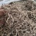 白雪茶干货白雪茶欢迎选购！量大从优！