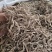 白雪茶干货白雪茶欢迎选购！量大从优！