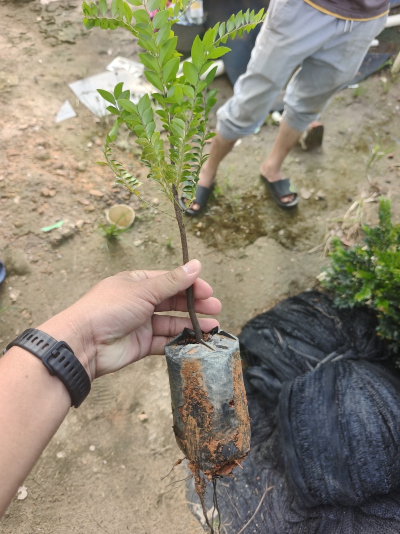 黑骨茶苗广东小叶紫檀黑骨茶黑骨香1斤袋苗30~50厘米