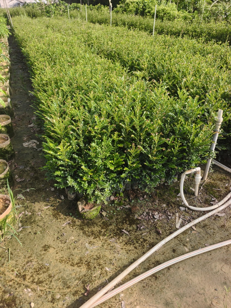 黑骨茶苗广东小叶紫檀黑骨茶黑骨香1斤袋苗30~50厘米
