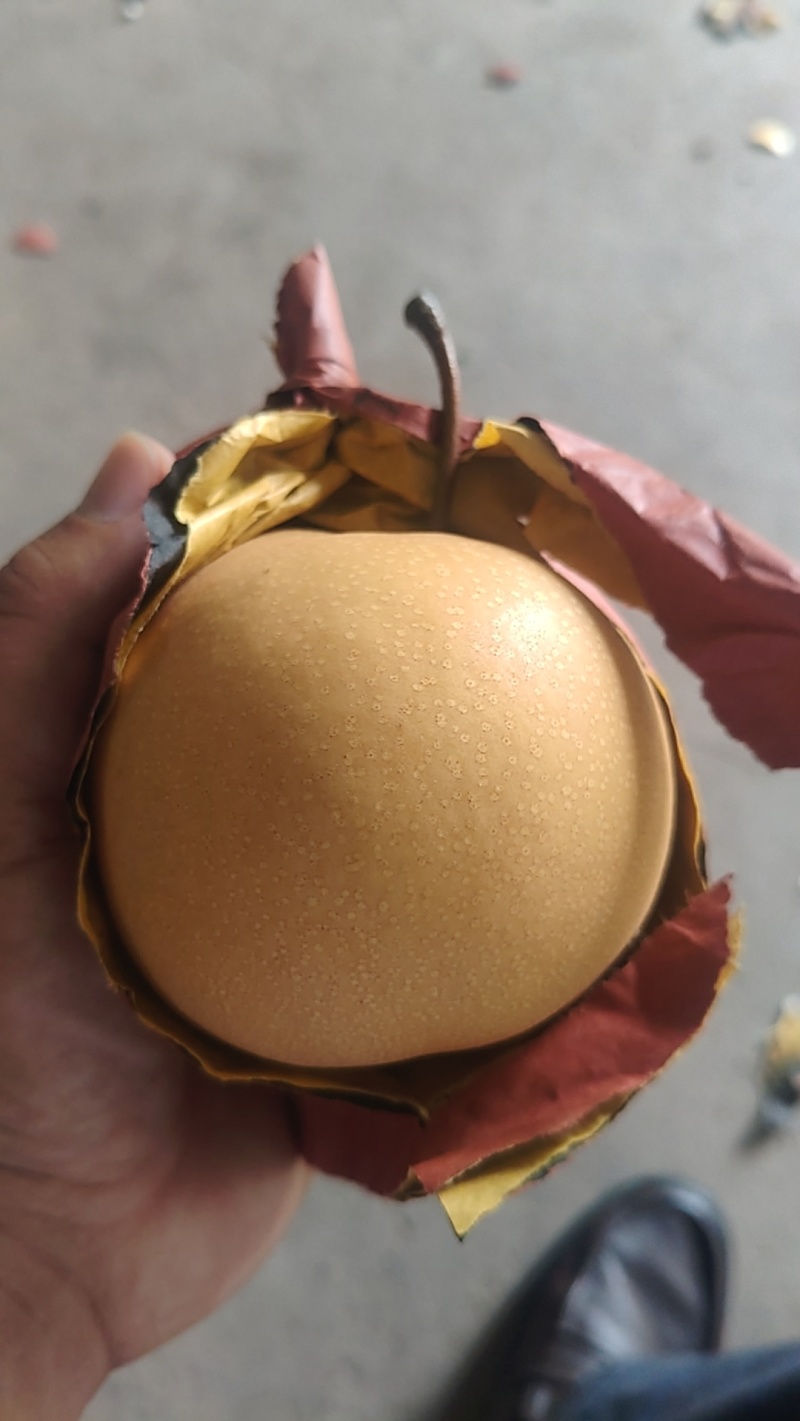 金堂县土桥镇套袋园黄梨