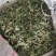 俄色叶干货俄色叶欢迎选购！量大从优！
