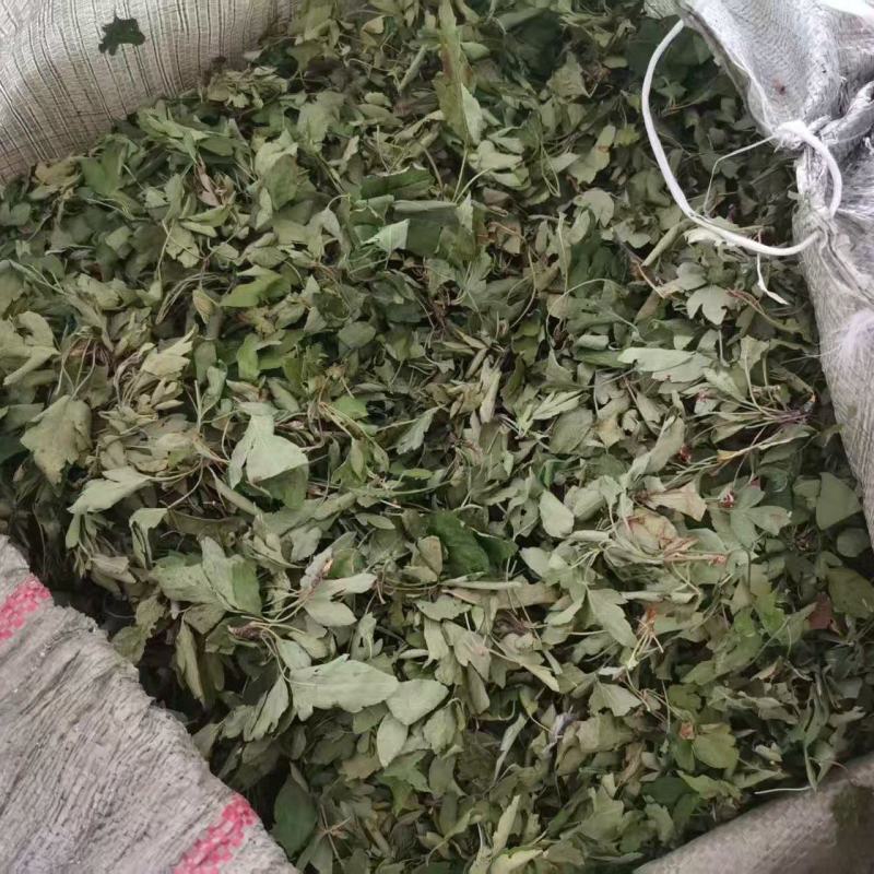 俄色叶干货俄色叶欢迎选购！量大从优！