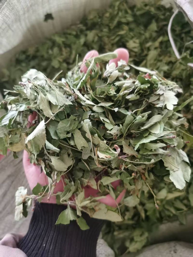 俄色叶干货俄色叶欢迎选购！量大从优！