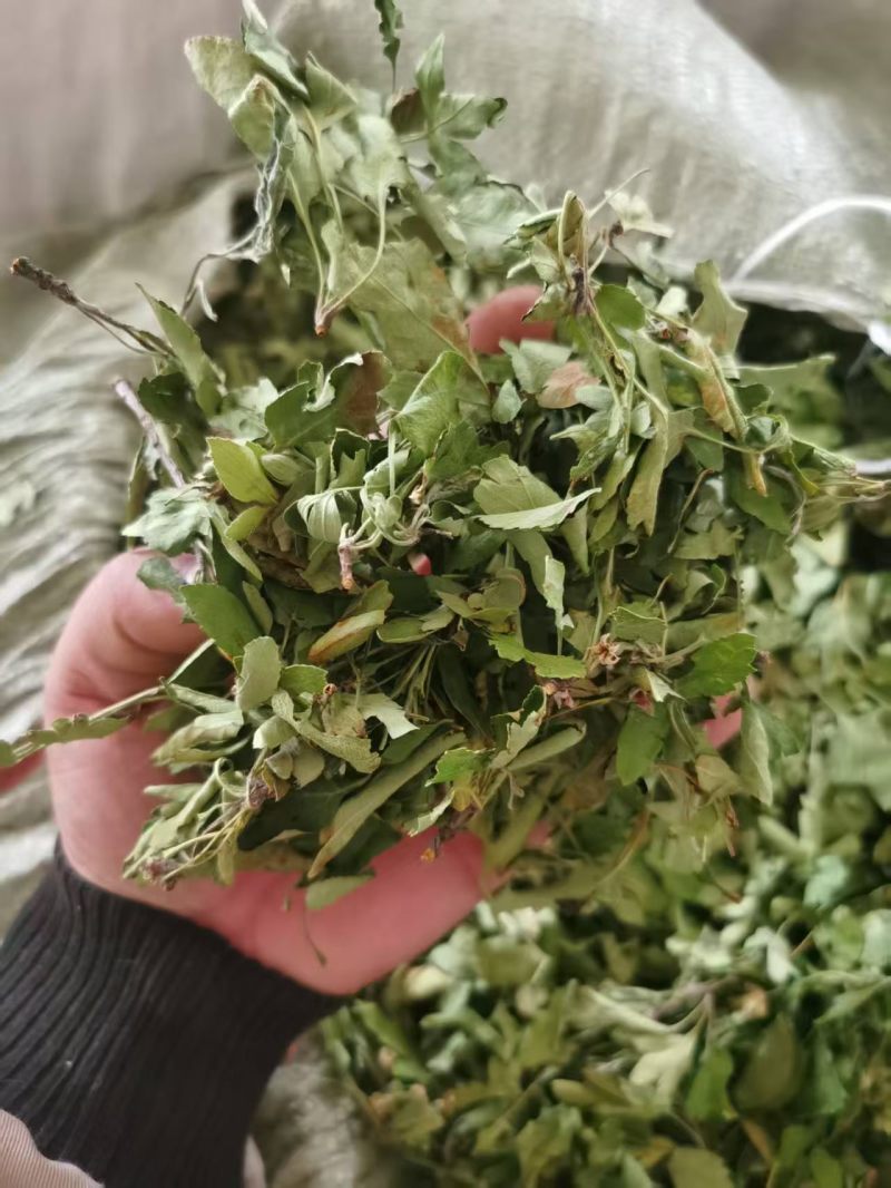 俄色叶干货俄色叶欢迎选购！量大从优！
