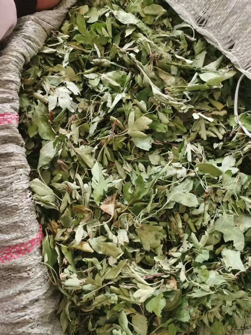 俄色叶干货俄色叶欢迎选购！量大从优！