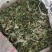 俄色叶干货俄色叶欢迎选购！量大从优！