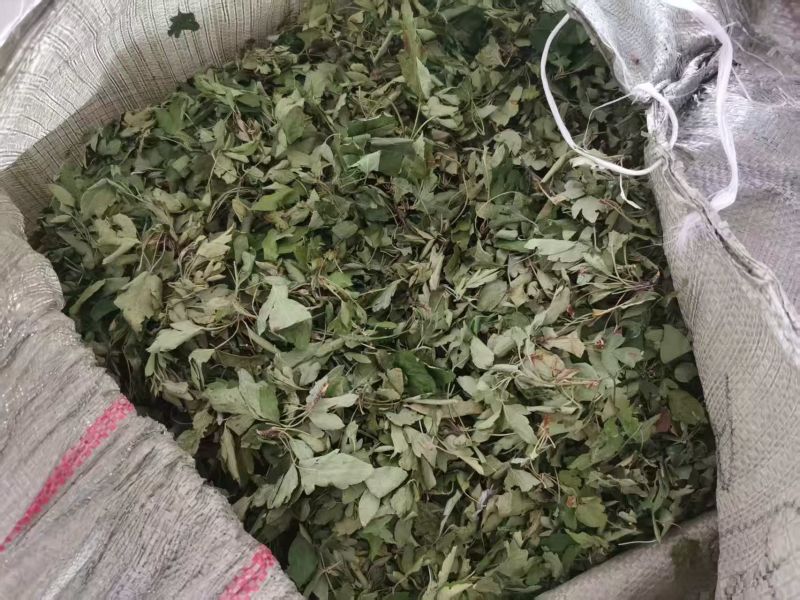 俄色叶干货俄色叶欢迎选购！量大从优！