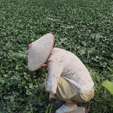 自家菱角种植基地，***********