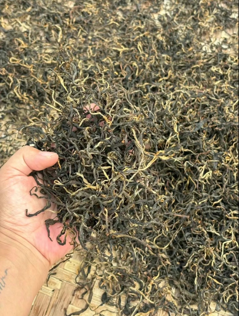 凤庆传统滇红毛峰红茶头春头采蜜香晒红