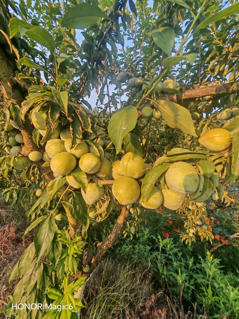 黄金奈李