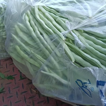秦州区大门镇白芸豆