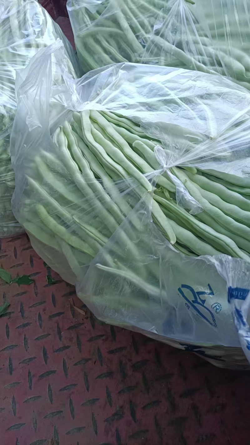 秦州区大门镇白芸豆