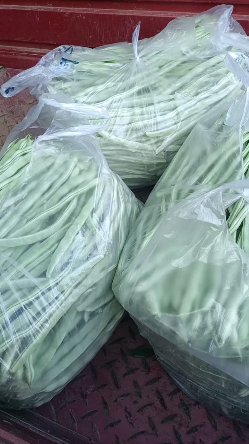 秦州区大门镇白芸豆