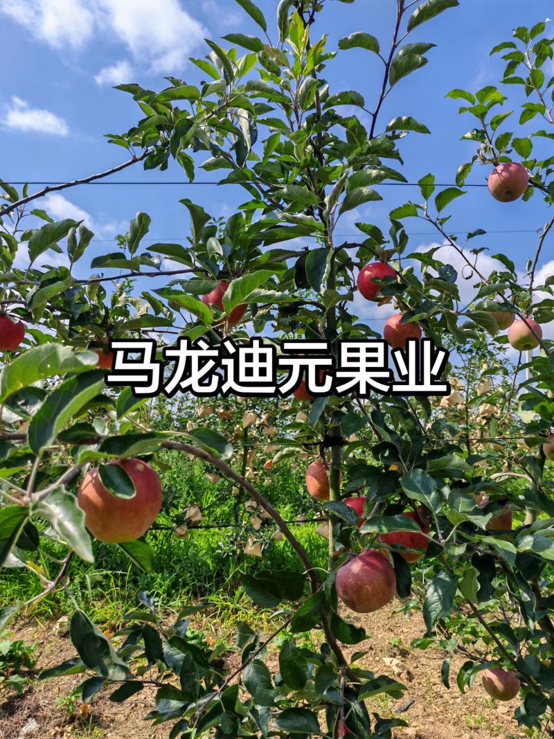马龙迪元果业