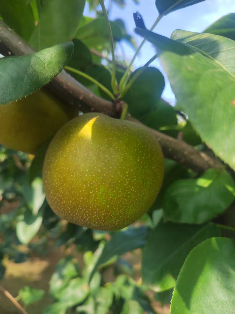 湖北宜城脆冠梨口感进入状态