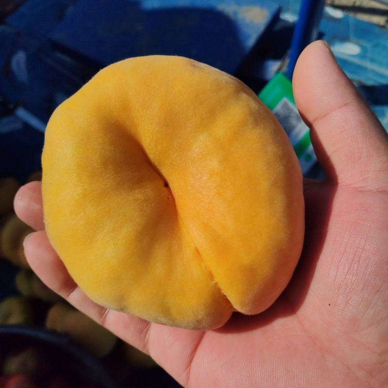 黄毛蟠桃