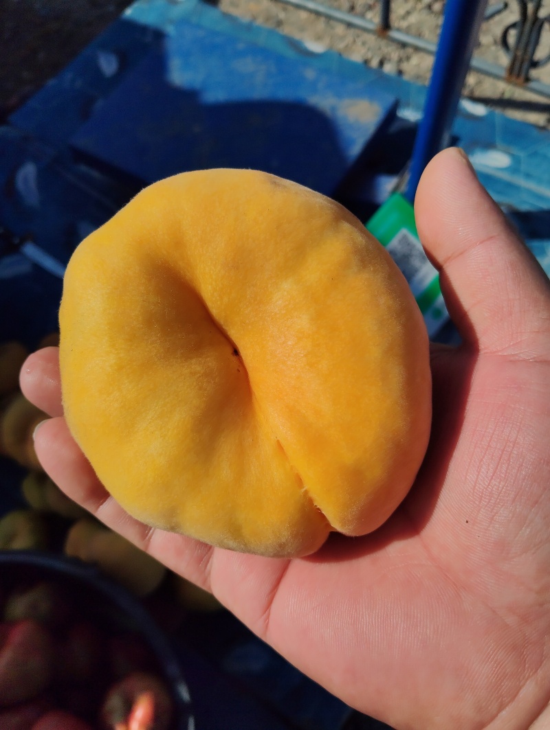 黄毛蟠桃