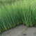 水葱河北保定安新直发